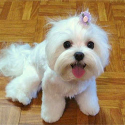 Maltese and Children:  Is It a Good Combination